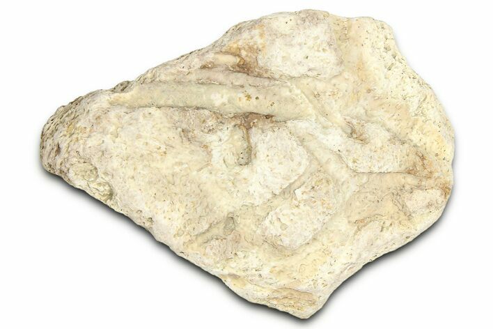 Dinosaur (Triceratops) Frill Shield Section - Montana #366669